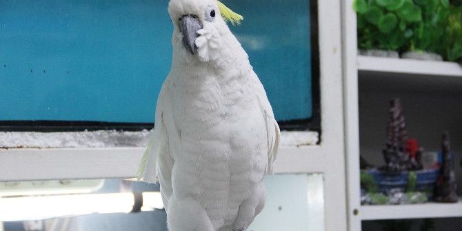 5 Asgari Ücret Fiyatında Papağan