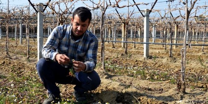 Sarıgöl’de Papatyalar Açtı