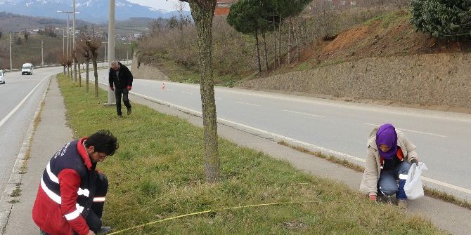 Akçakoca Belediyesi Ağaçlandırmaya Önem Veriyor