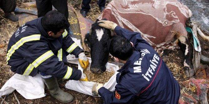 Hamile İneğe Film Gibi Kurtarma Operasyonu