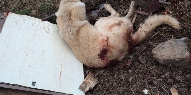 Silahlı Saldırıya Uğrayan Köpek Hayatını Kaybetti