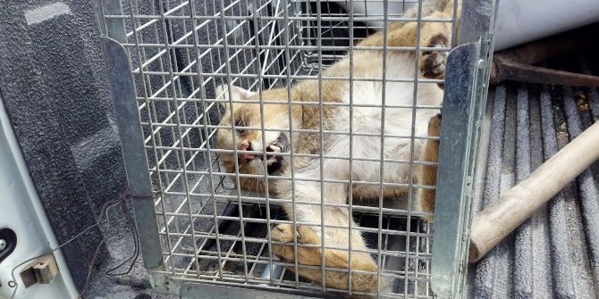 Konya’da Yaban Hayvanlarına Acil Müdahale Hizmeti