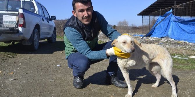 Belediye İşçisi Üç Ayaklı Köpeğine Gözü Gibi Bakıyor