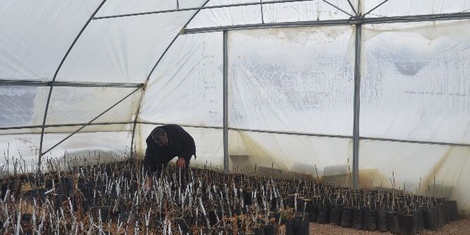 Aşılı Ceviz Fidanları Adilcevaz Ekonomisini Canlandıracak