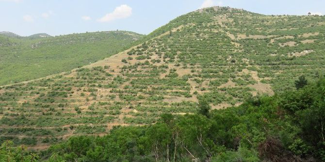 Tokat’ta 3,5 Milyon Fidan Toprakla Buluştu