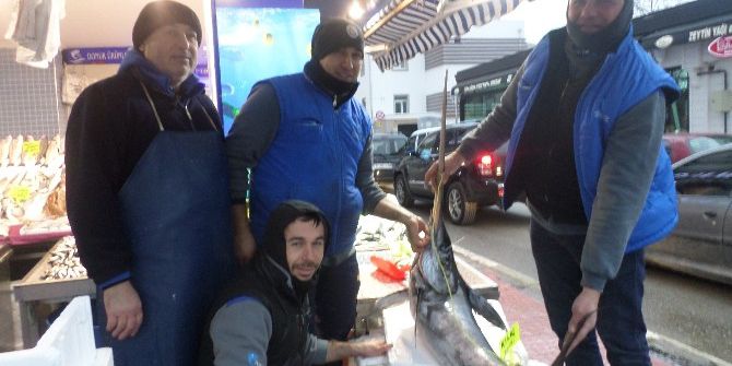 Çanakkale’de Yakalanan Kılıç Balığı Mudanya’da Sergilendi