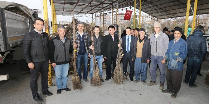 Osmaniye’de 16 Bin 672 Adet Ceviz Fidanı Dağıtıldı