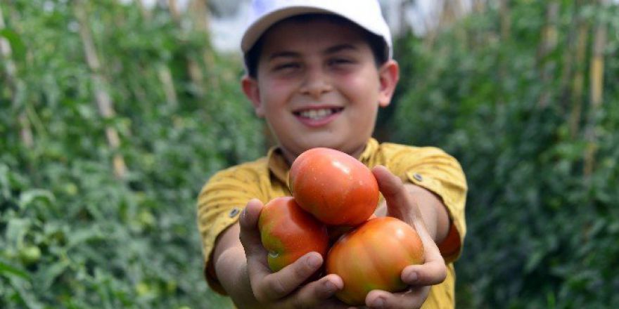 Çamlıyayla’da Çiftçilerin İlk Domates Hasadı Sevinci