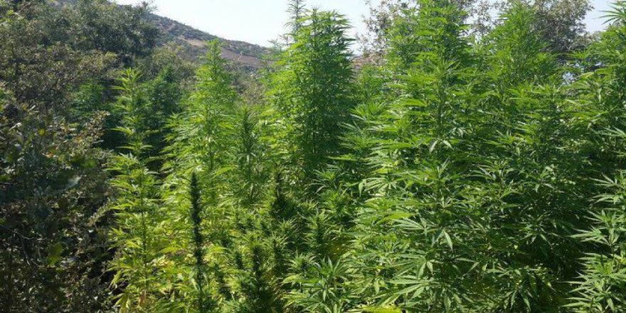 Ödemiş’te 5 Bin 49 Kök Hint Keneviri Yakalandı