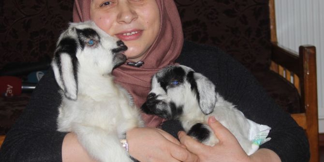 Yavru Kuzuları Evinde Besliyor