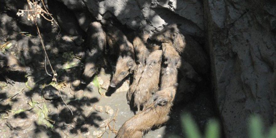 Milas’ta Su Kuyusuna Düşen Domuz Yavruları Kurtarıldı