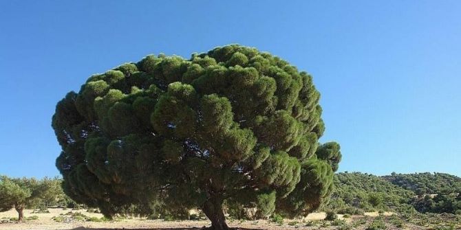 Yoğun Kar Yağışı Nedeniyle 300 Yıllık Çam Ağacının Dalları Kırıldı