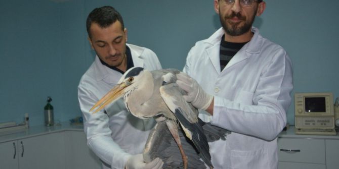 Yaralı Şahin Ve Balıkçıl Kuş Tedavi Altına Alındı