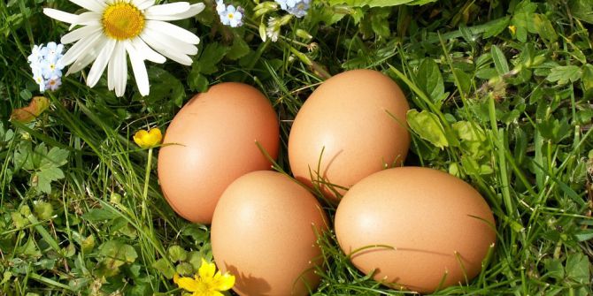 Almanya’da Yumurta Sıkıntısı