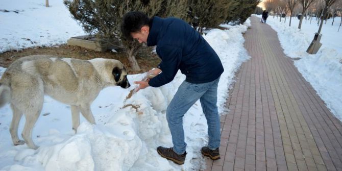 Selçuklu Gençlik Meclisi Sokak Hayvanlarına Sahip Çıkıyor