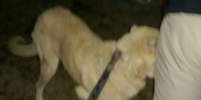 Viranşehir’de Sokak Köpekleri Toplanıyor