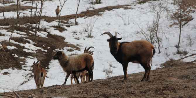 Tabiat Parkı’ndaki Hayvan Popülasyonu Artıyor