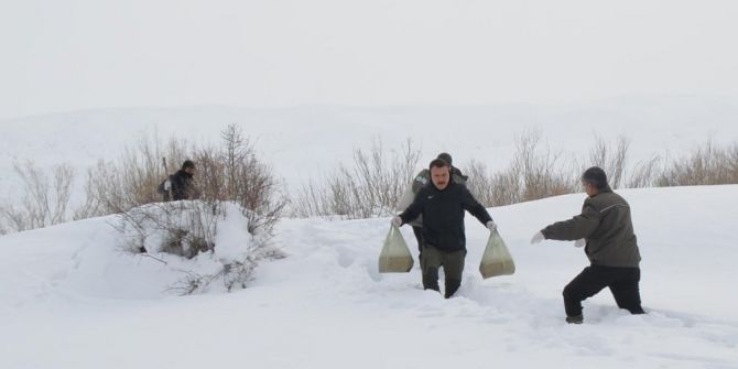 Köpek Parçalayan Kurtlar İçin Yemleme Çalışması