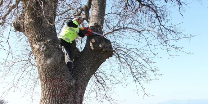Kuşadası’ndaki Anıt Ağaçlar Restore Ediliyor