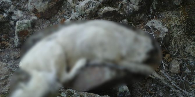 Afyonkarahisar’da Köpek Katliamı İddiası