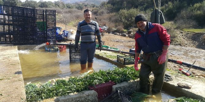 Doğal Antibiyotik Yeşil Soğan Tire’de Yetişiyor