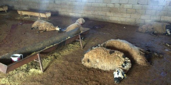 Siverek’te 90 Koyun Telef Oldu