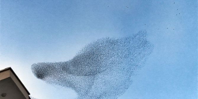 Sığırcık Kuşlarının Gökyüzündeki Dansı Hayran Bıraktı