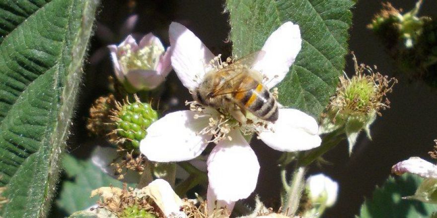 1 Kilo Bal İçin 6 Milyon Çiçeğe Konuyorlar
