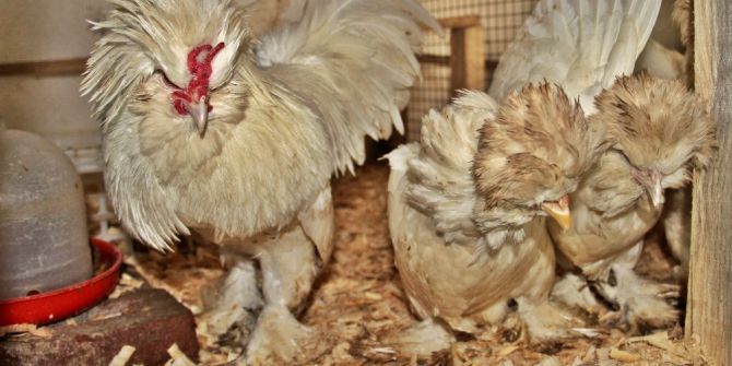 Endonezyalı Horoz, Çanakkaleli Oldu