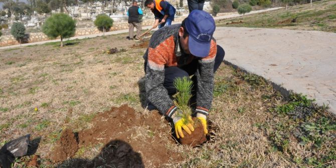 Toroslar’da 10 Bin Çam Fidesi Toprakla Buluşuyor