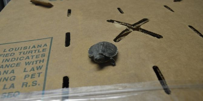 Kaplumbağalar Gümrüğe Takıldı