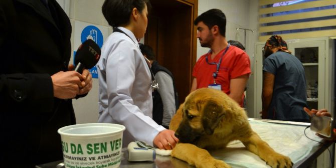 Kurtarılan ’Kuyu’ Hastanede Tedavi Altına Alındı