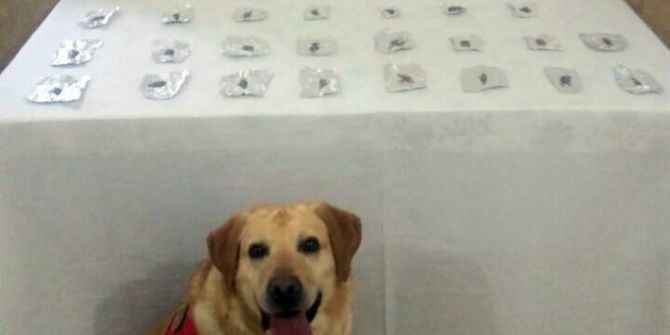 Jandarmadan Uyuşturucu Operasyonu