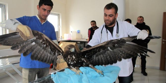 Yaralı Kartal Tedavi Altına Alındı