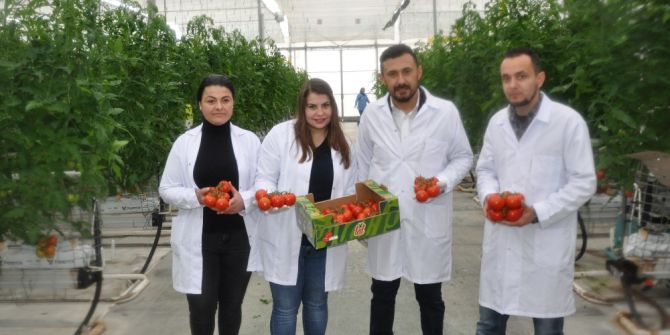 Termal Seralarda Domates Hasadı Başladı