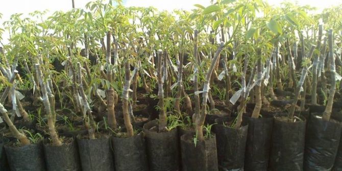 Yunusemre Belediyesi Ceviz Ve Zeytin Fidanı Dağıtacak