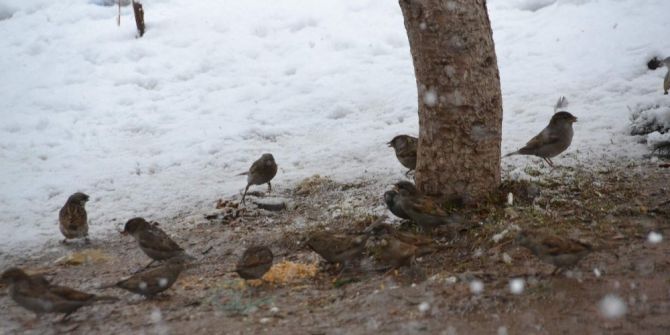 Siirt’te Kuşlar İçin Doğaya Yem Bırakıldı