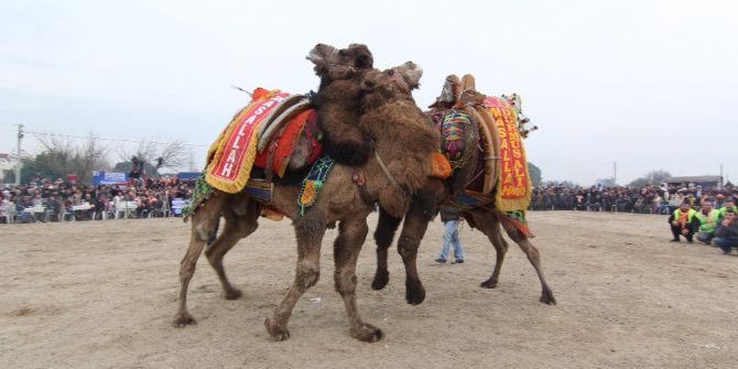 Menderes Deve Güreşleri Festivali Başlıyor