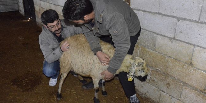 90 Koyunun Telef Olduğu Mahallede İnceleme Yapıldı