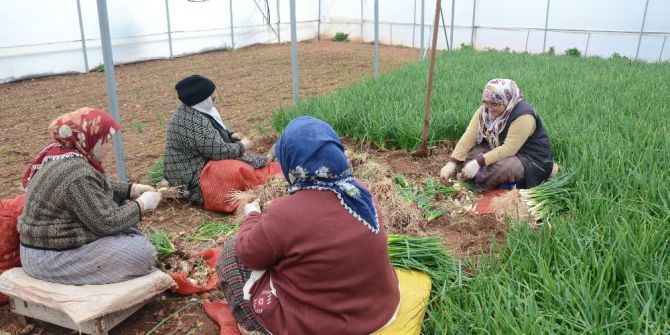 İstanbul’un Yeşillik İhtiyacının Büyük Kısmı Bu İlçeden Karşılanıyor