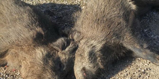 Kamyon Domuz Sürüsüne Çarptı