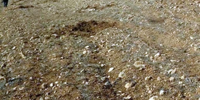 Hırsızlar Yeni Dikilen Zeytin Fidanlarını Çaldı