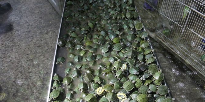 Gümrüğe Takılan Kaplumbağalar Yuvalarına Kavuşacakları Günü Bekliyor