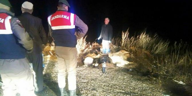 15 Keçi Yol Kenarında Ölü Bulundu