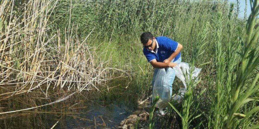 Söke’de Azap Gölü Ve Azmaklara 65 Bin Yavru Sazan Bırakıldı