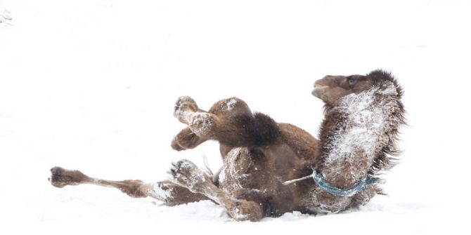 Van’da Güreşçi Deve Yetiştiriciliği