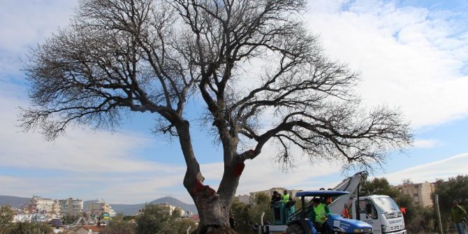 Başkan Kayalı, Anıt Ağaç Restorasyonunu İnceledi