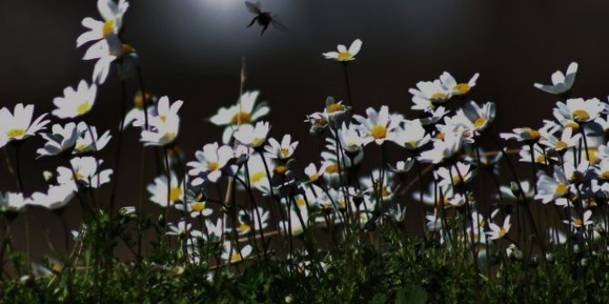 Baharı Müjdeleyen Çiçekler Açtı