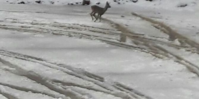Yiyecek Bulamayan Karacalar Okul Bahçesine İndi
