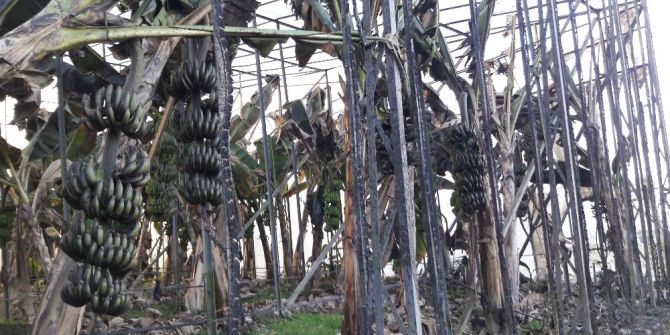 Sazlık Yangını Muz Serasına Da Zarar Verdi